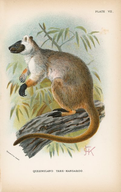 Queensland Tree-Kangaroo by English School